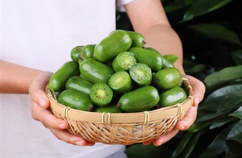 images/1701762793263kiwi francés.jpg